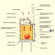 Стальная топка Эльба 800П (Мета) 14 кВт